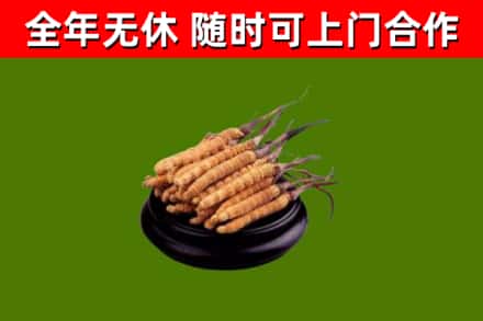 湘潭烟酒回收冬虫夏草.jpg